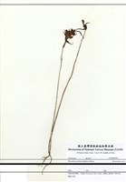 藏品(晚花黃鼻花)的圖片